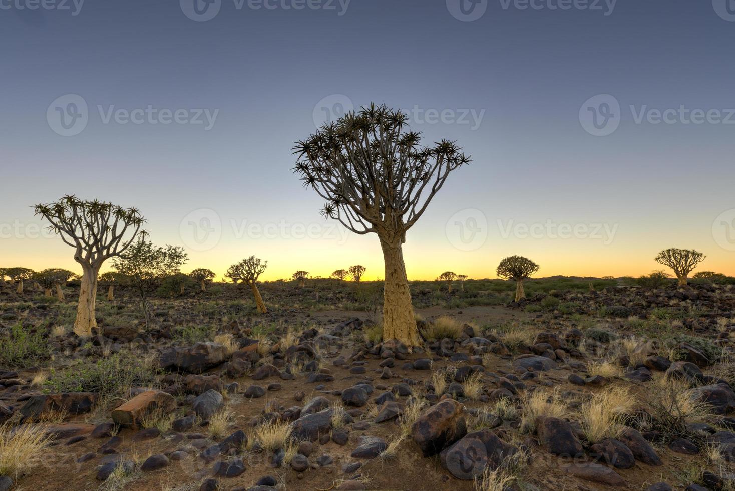 Quiver Tree Forest - Nambia photo