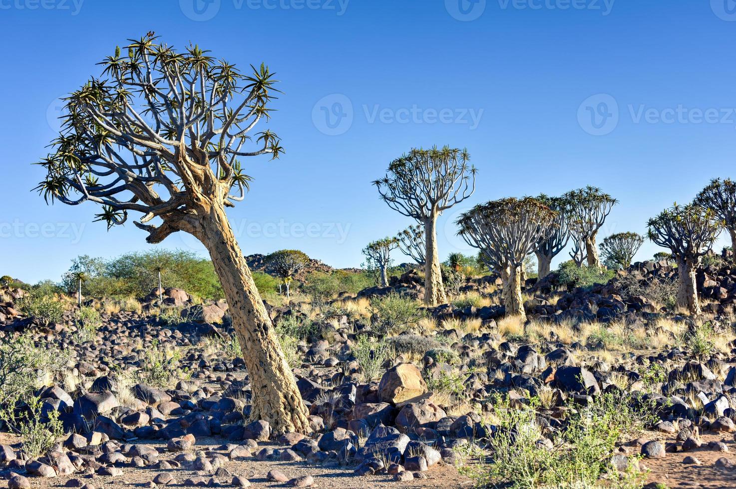 Quiver Tree Forest - Nambia photo