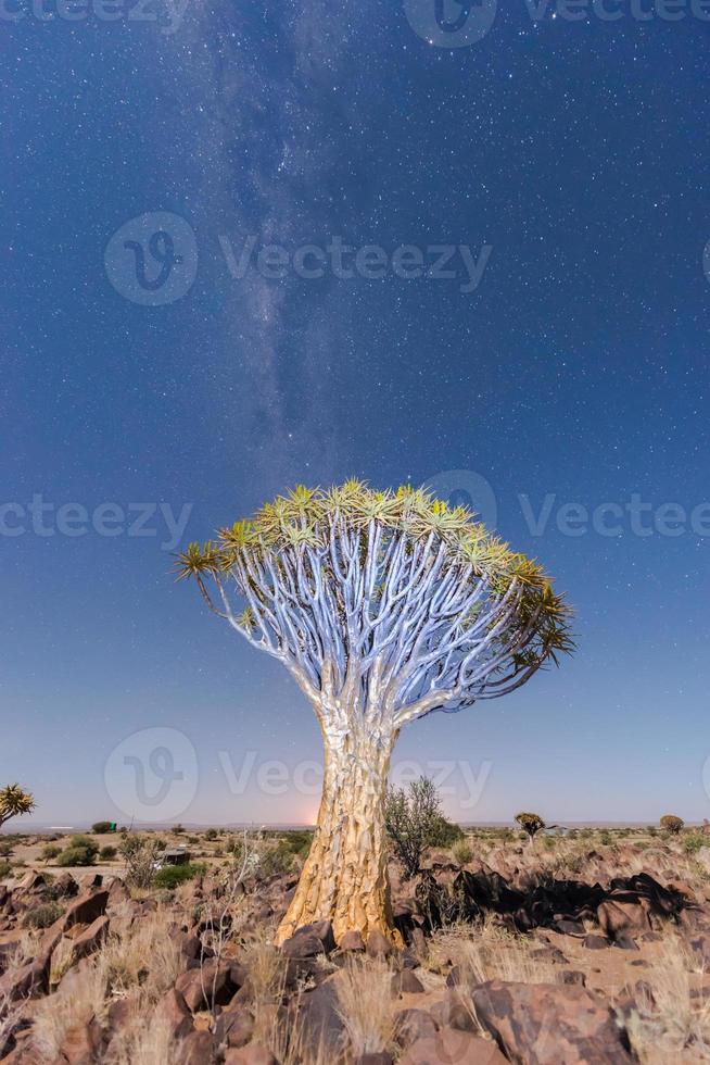 bosque de árboles carcaj - nambia foto