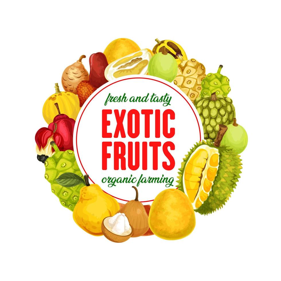 Exotic fruits isolated vector banner