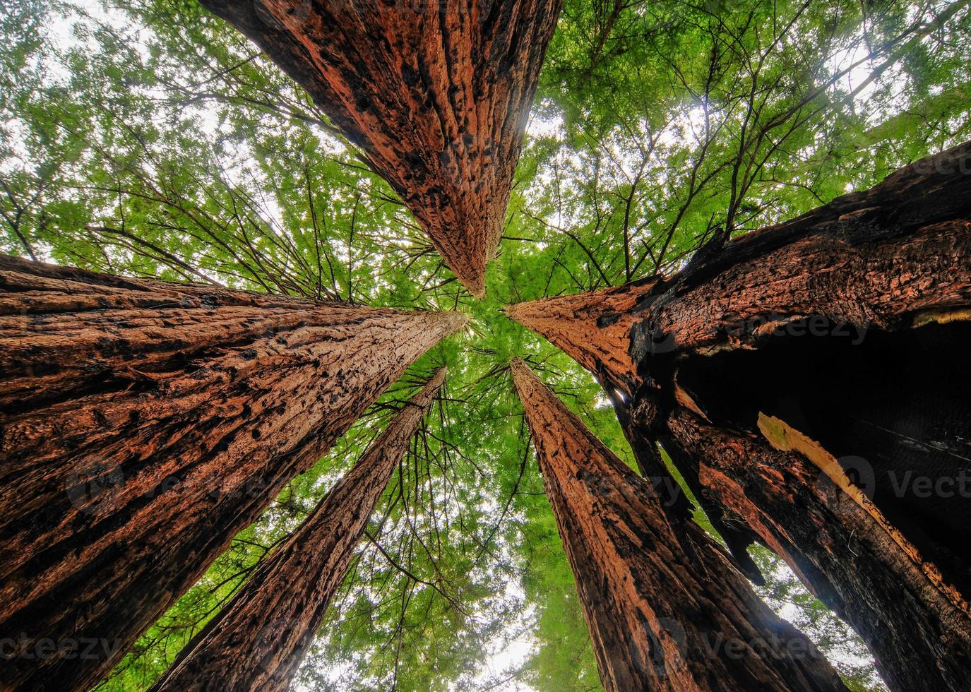 California Sequoia Trees photo