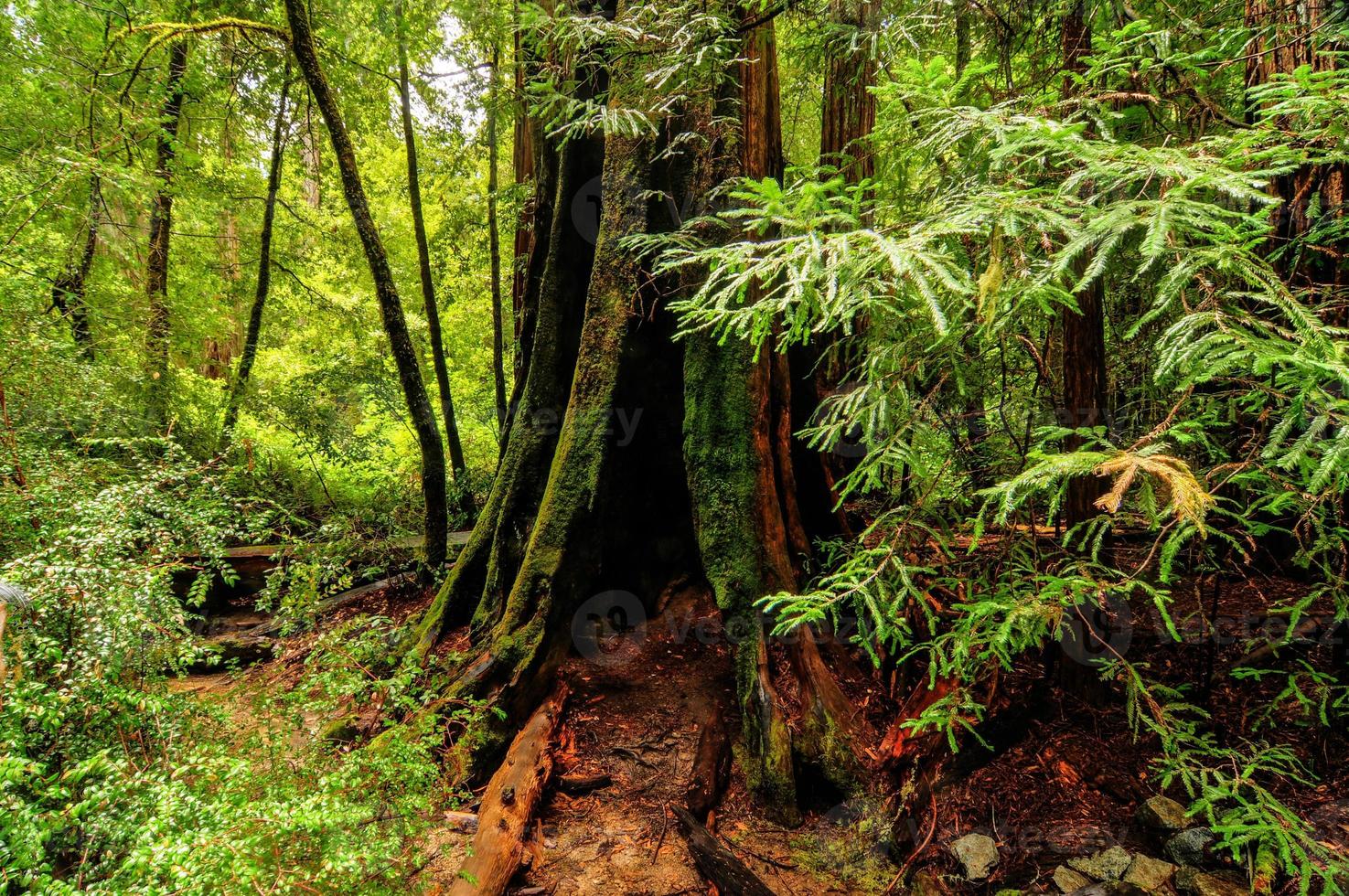 California Sequoia Trees photo