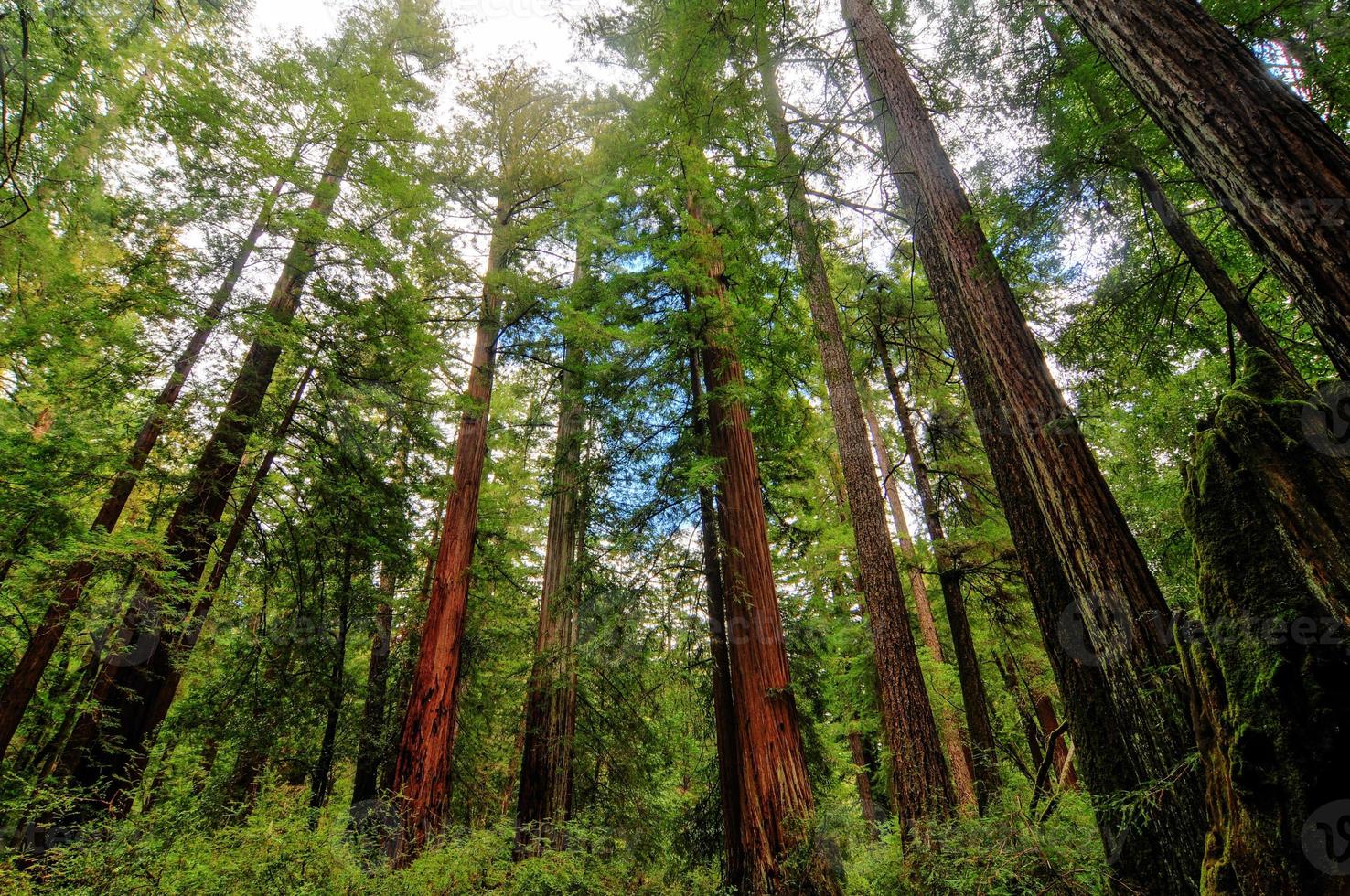 California Sequoia Trees 16166239 Stock Photo at Vecteezy