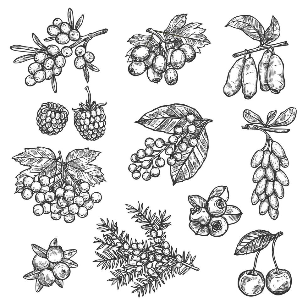 Farm and forest vector sketch berries harvest