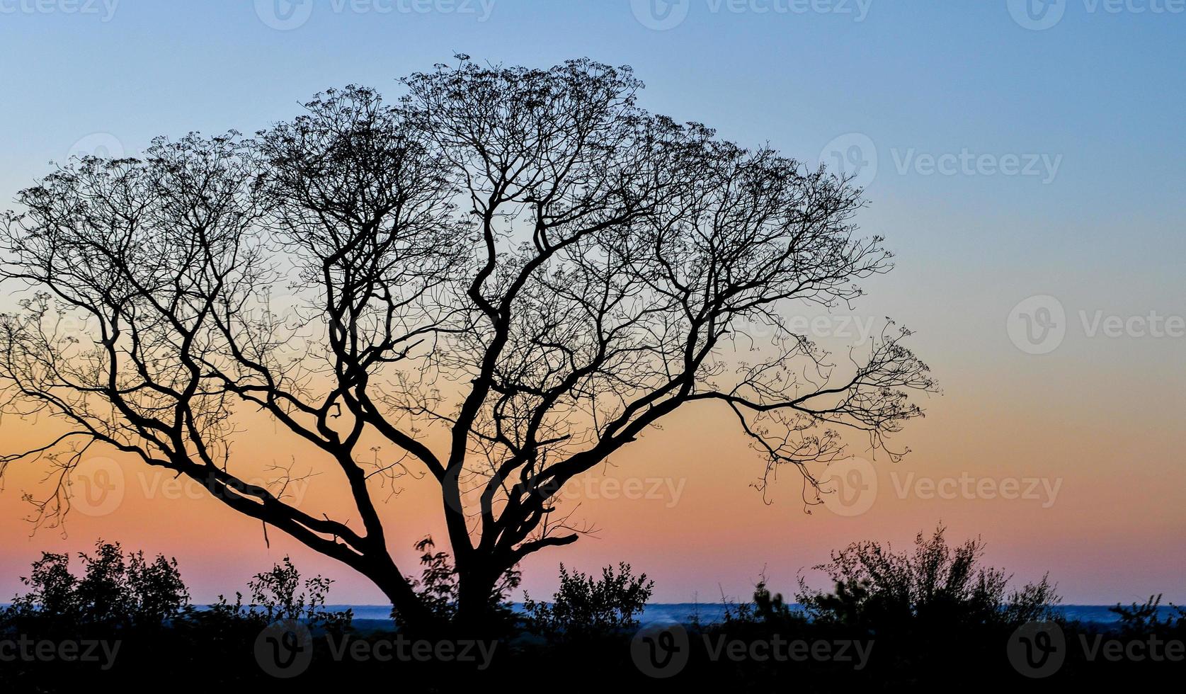 African Tree at Sunset, Zambia photo