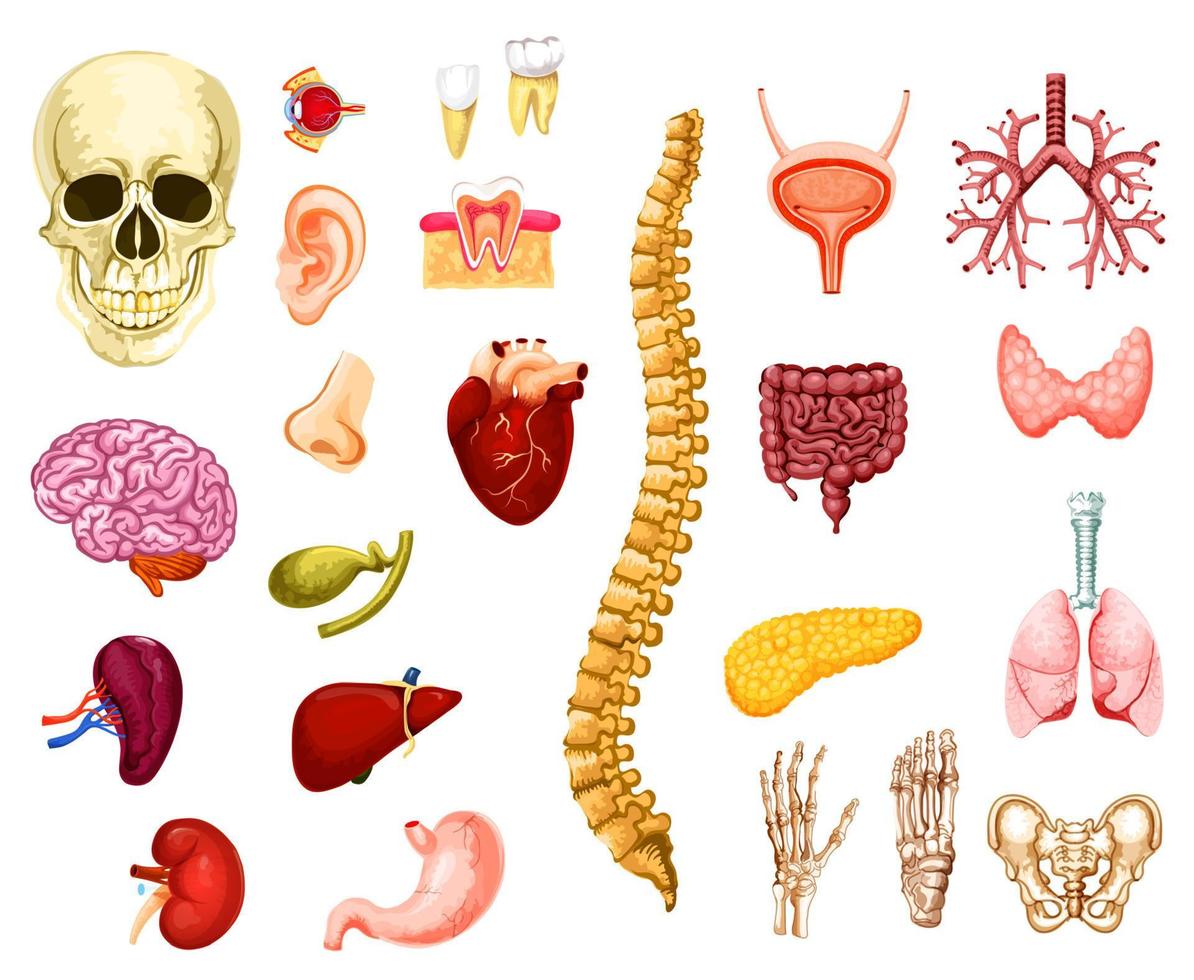 Human organs, joints and bones vector