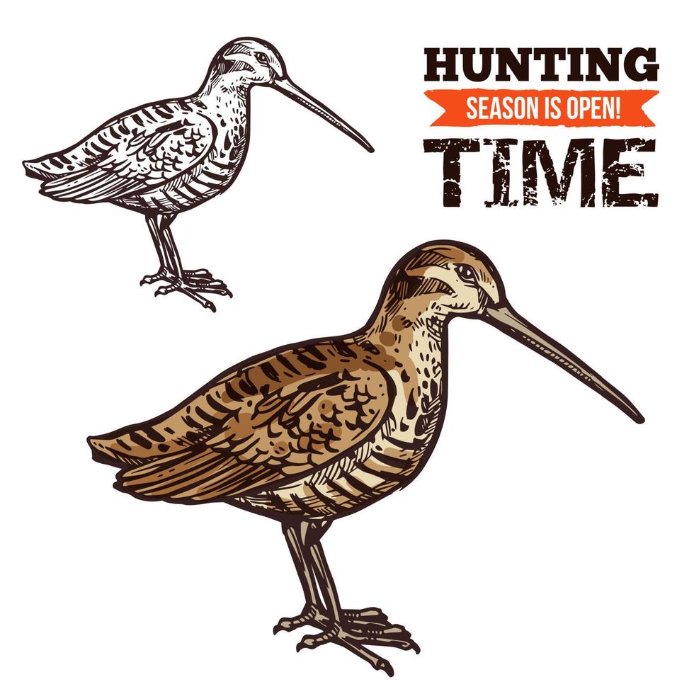 Vector isolated woodcock bird sketch