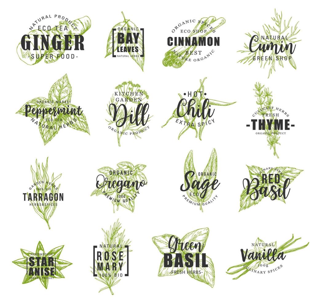 Spice and herb leaf sketch label with lettering vector