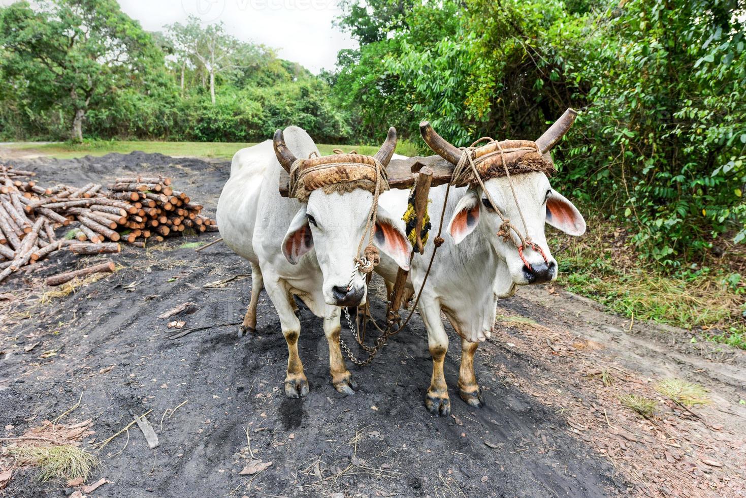 Cuban Cow in the field in Vinales, Cuba. photo