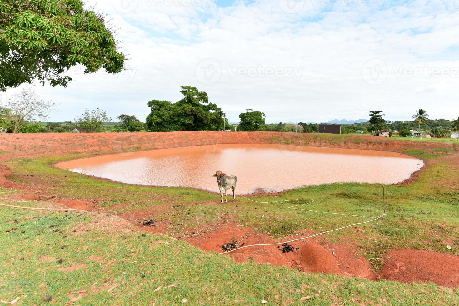 Cuban Cow in the field in Vinales, Cuba. photo