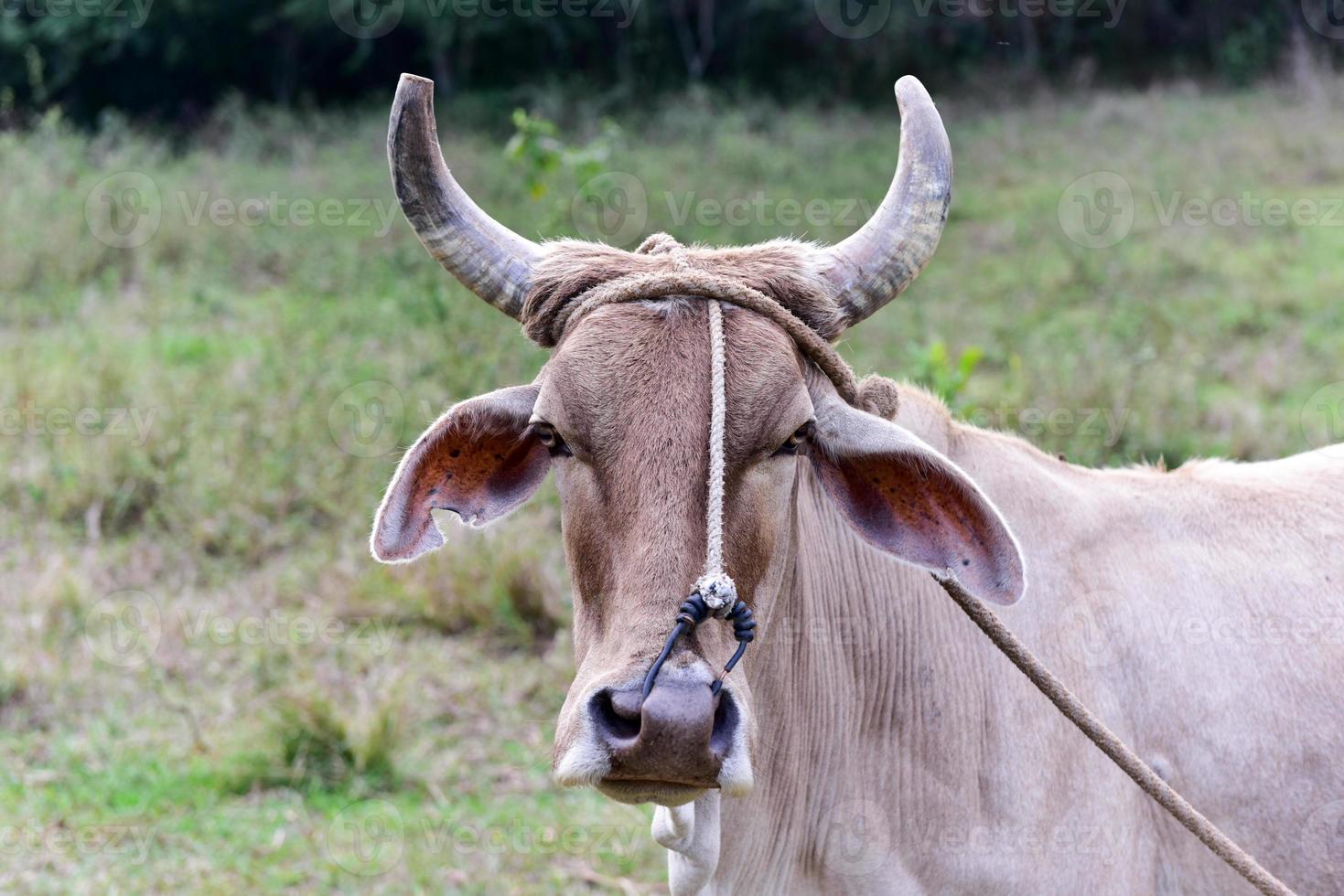 Cuban Cow in the field in Vinales, Cuba. photo