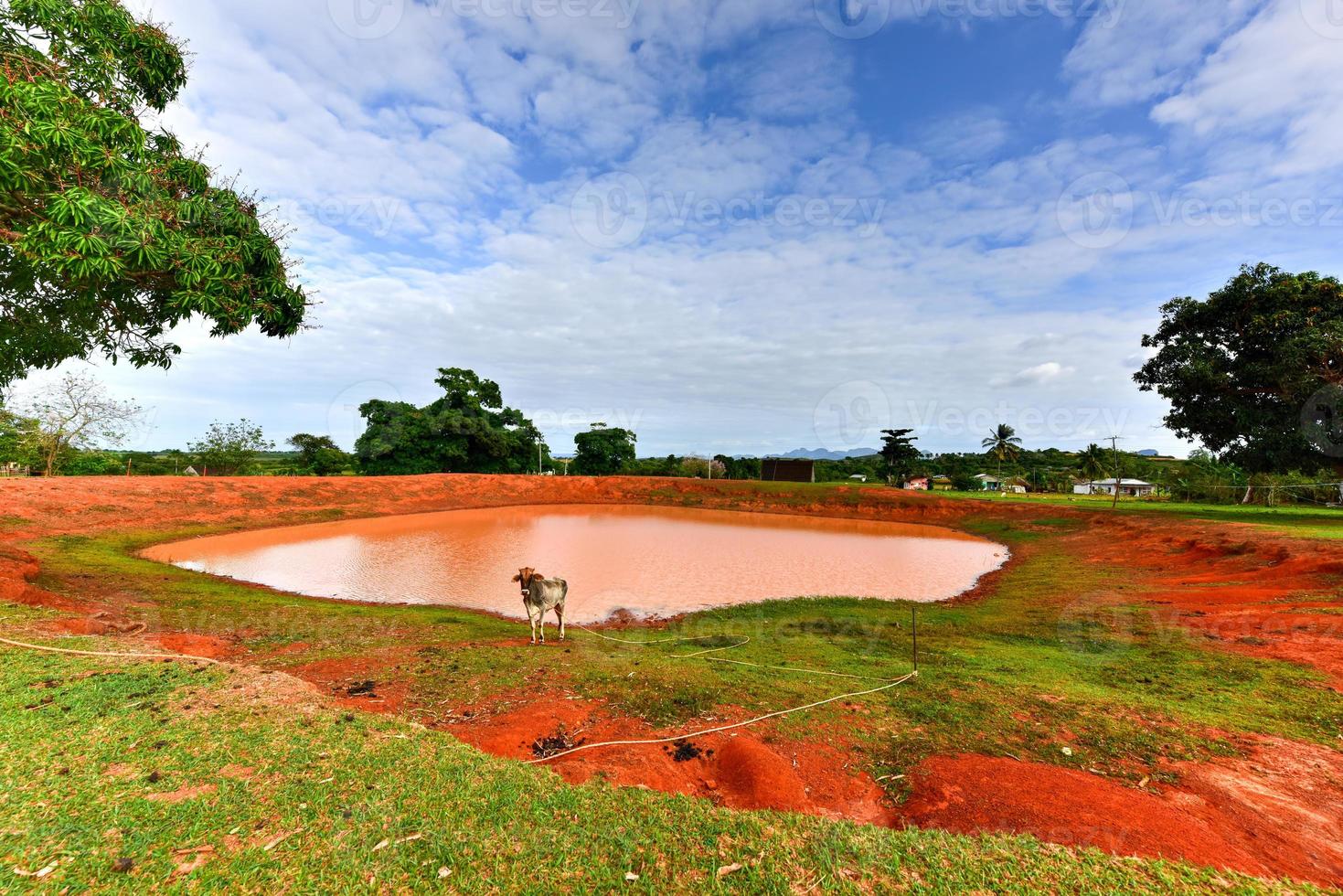 Cuban Cow in the field in Vinales, Cuba. photo