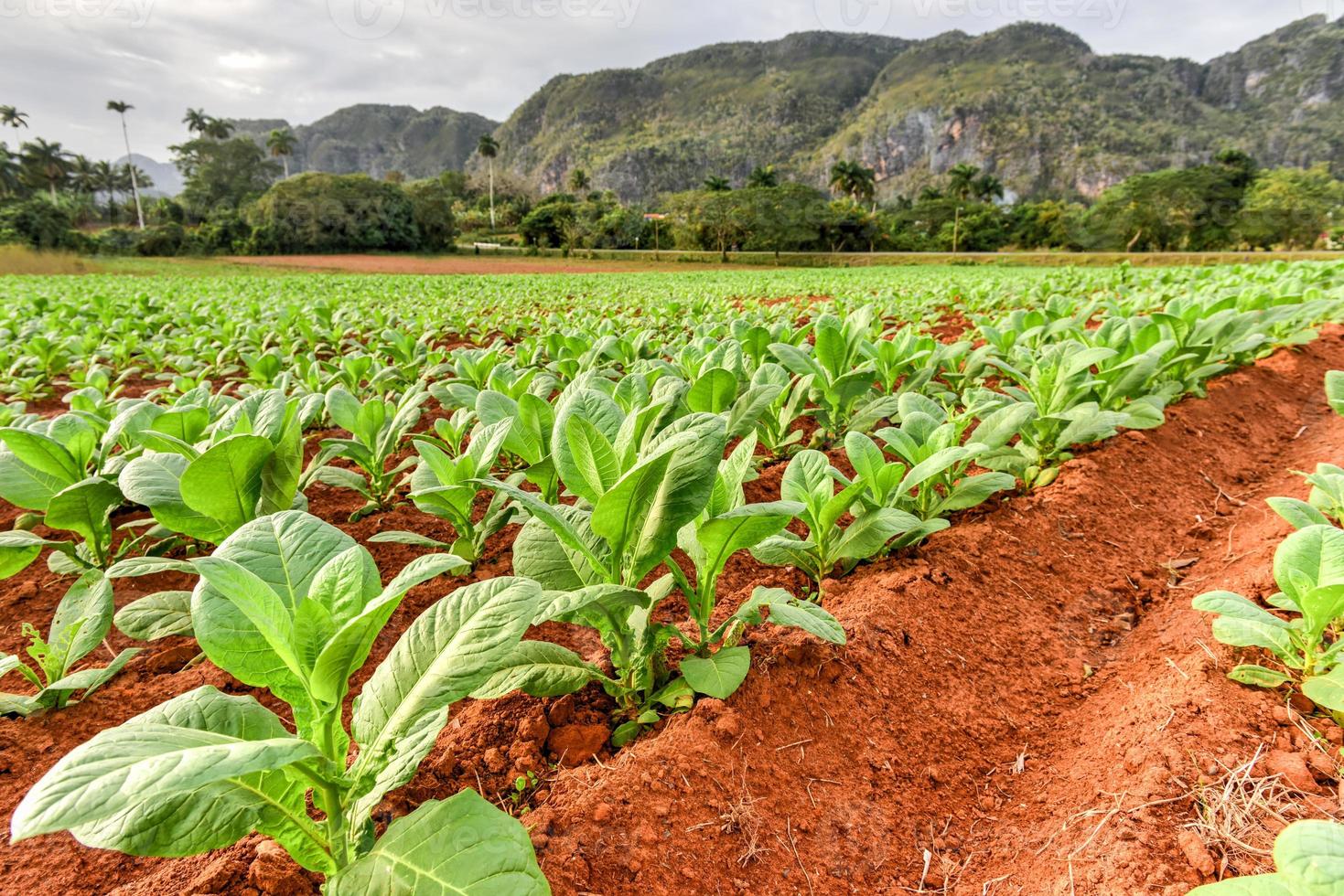 plantación de tabaco en el valle de viñales, al norte de cuba. foto