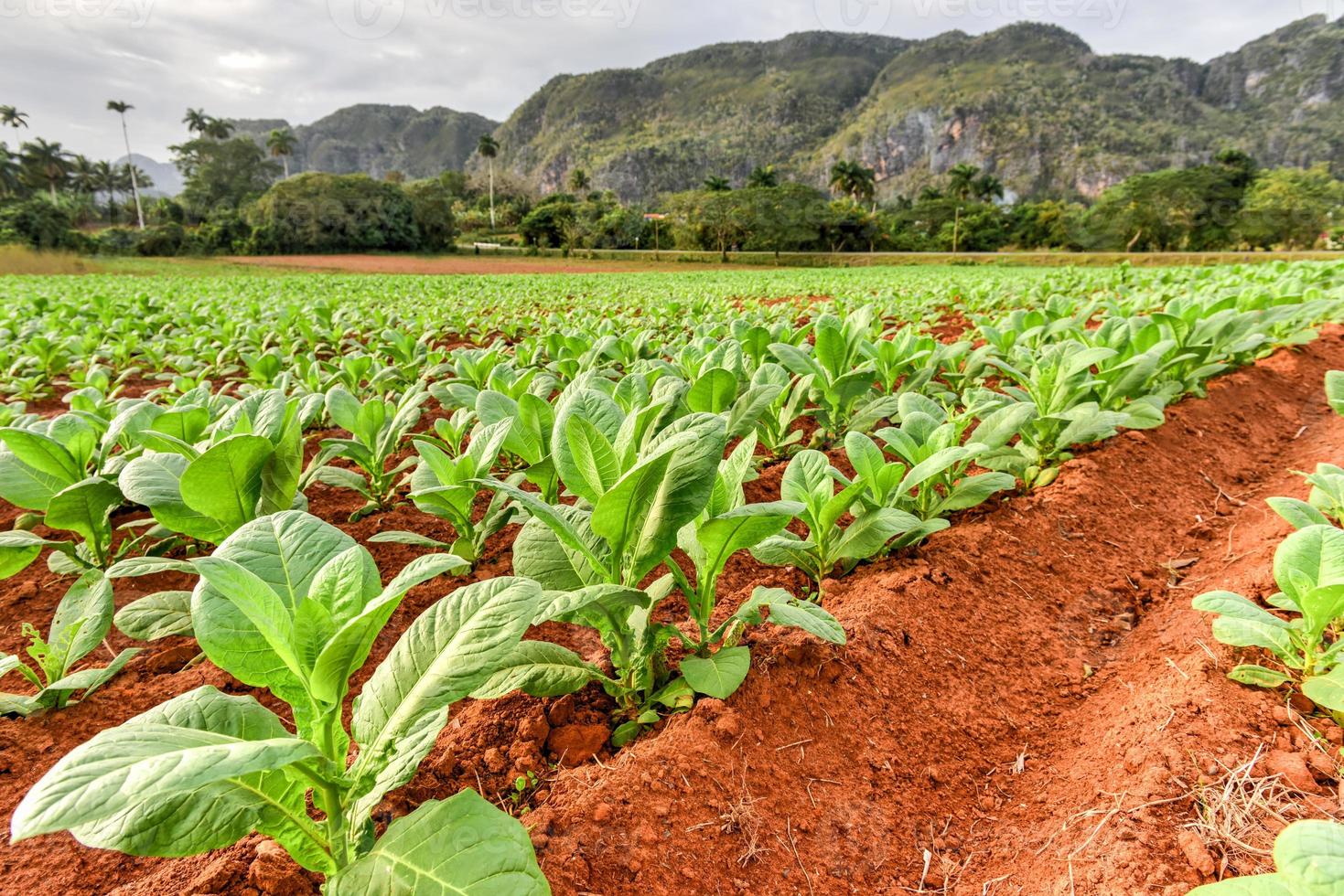 Tobacco plantation in the Vinales valley, north of Cuba. photo