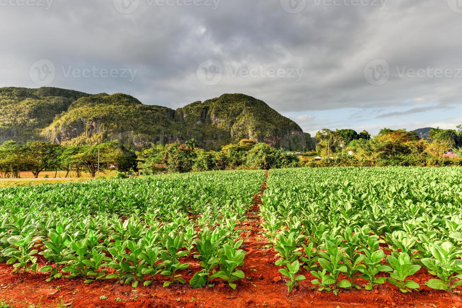 plantación de tabaco en el valle de viñales, al norte de cuba. foto