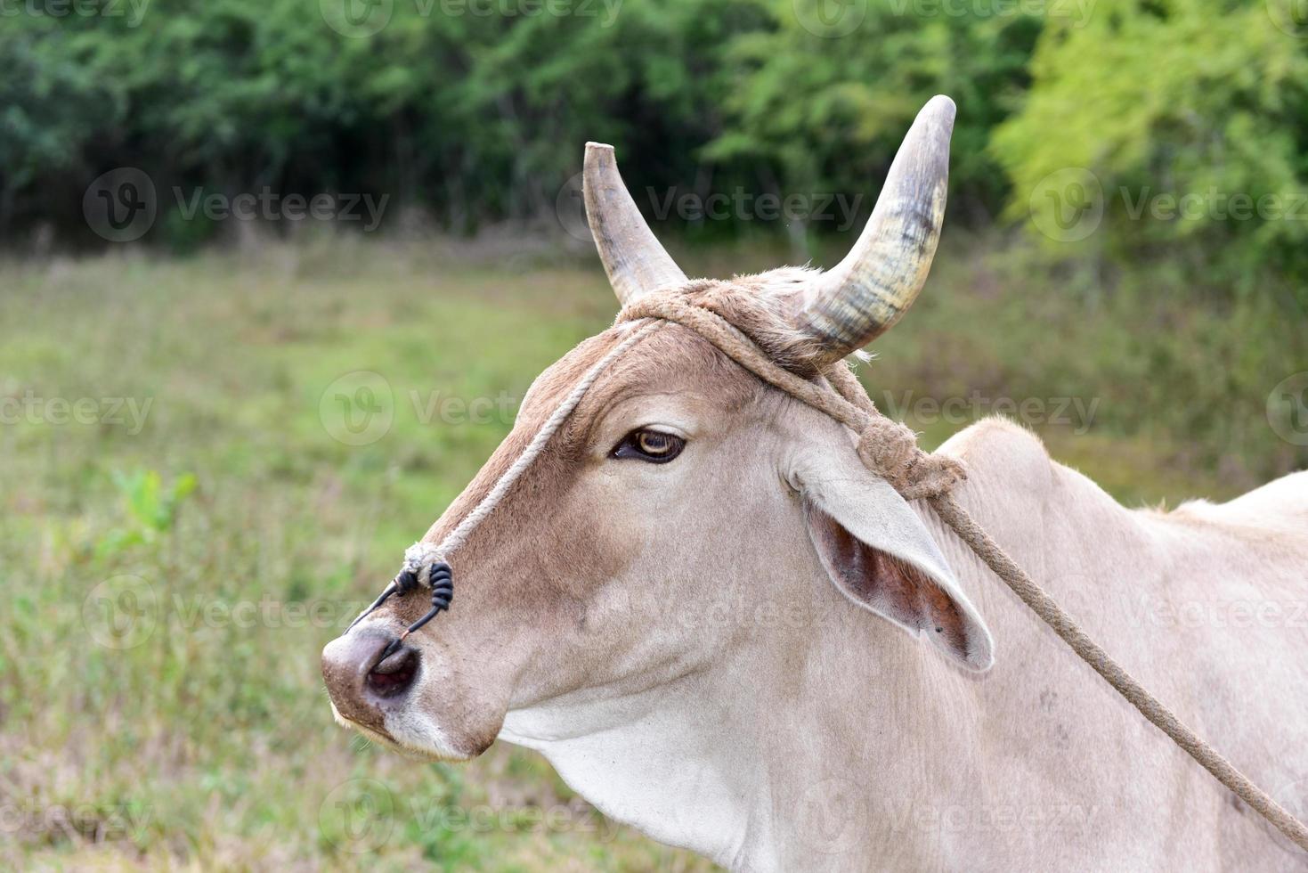 Cuban Cow in the field in Vinales, Cuba. photo