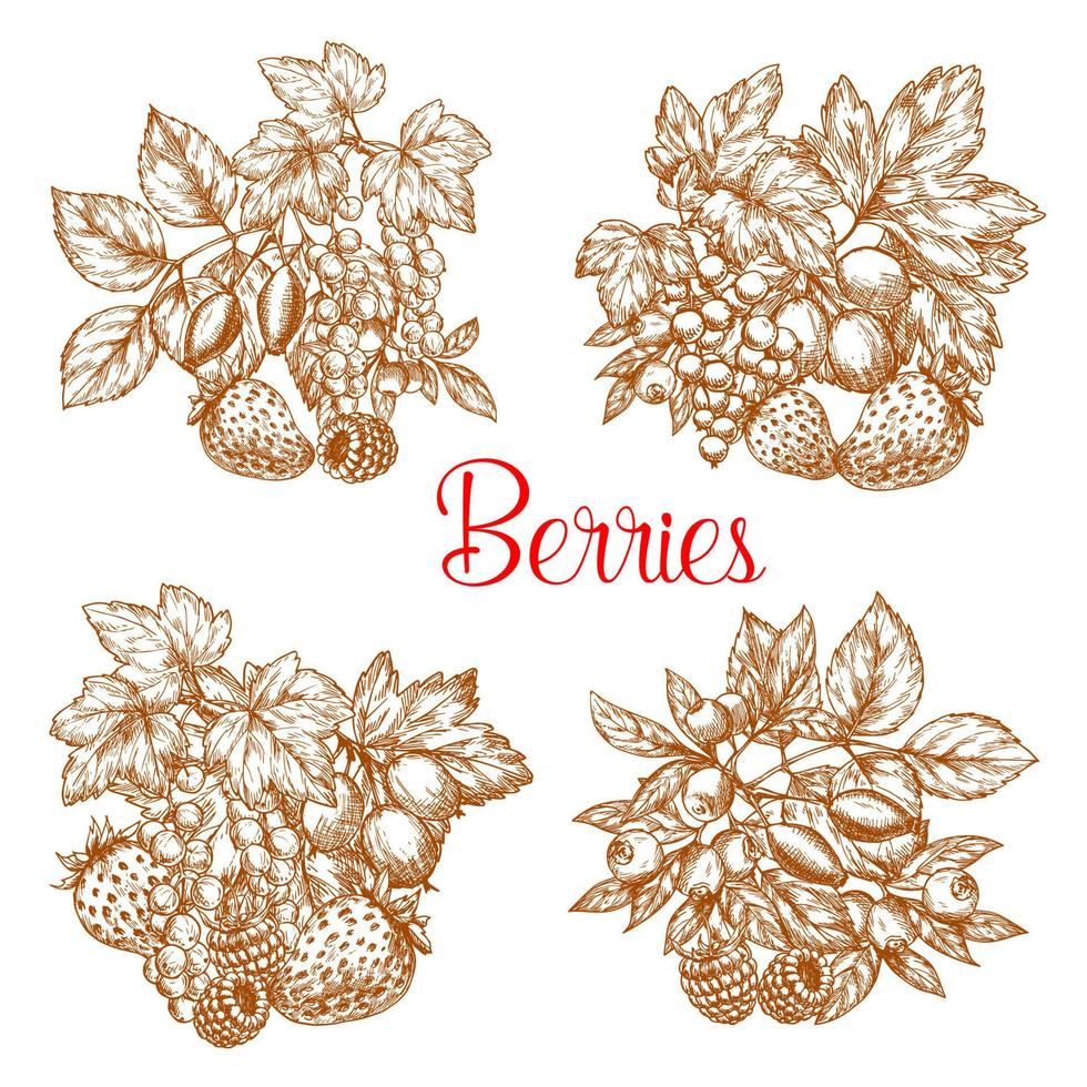 Vector sketch berry fresh farm harvest