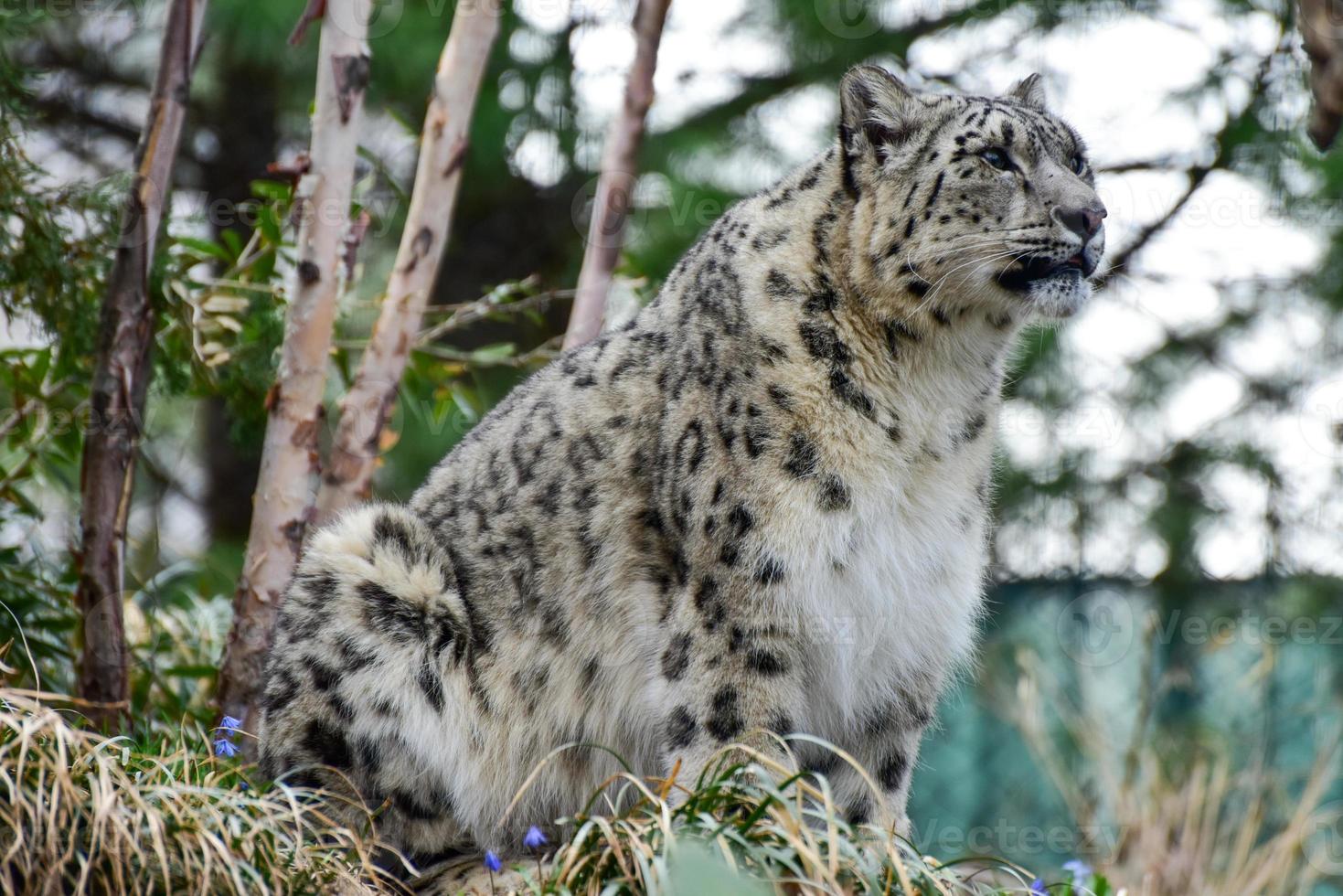 el leopardo de las nieves u onza es un gran felino originario de las  cadenas montañosas del centro y sur de asia. 16168293 Foto de stock en  Vecteezy