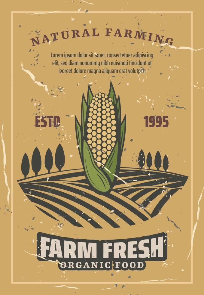 Corn vegetable harvest, retro vector