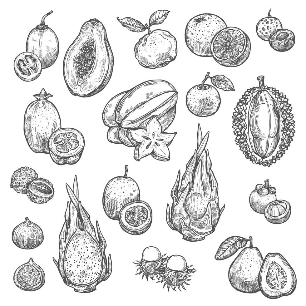 Exotic tropical fruits isolated sketches vector