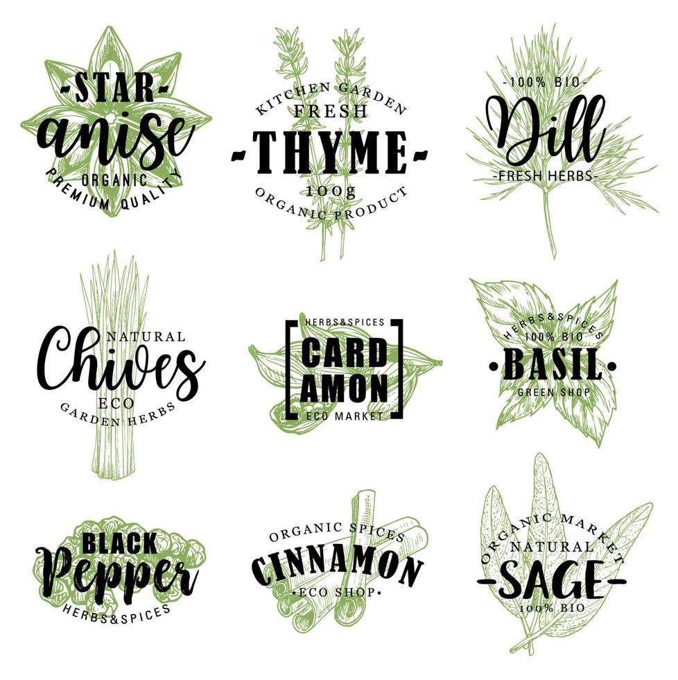 Spice or herb lettering with food condiment sketch vector