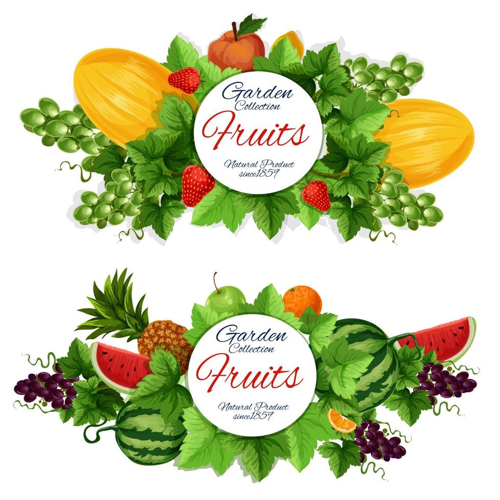 Harvest and garden fruits, vector food