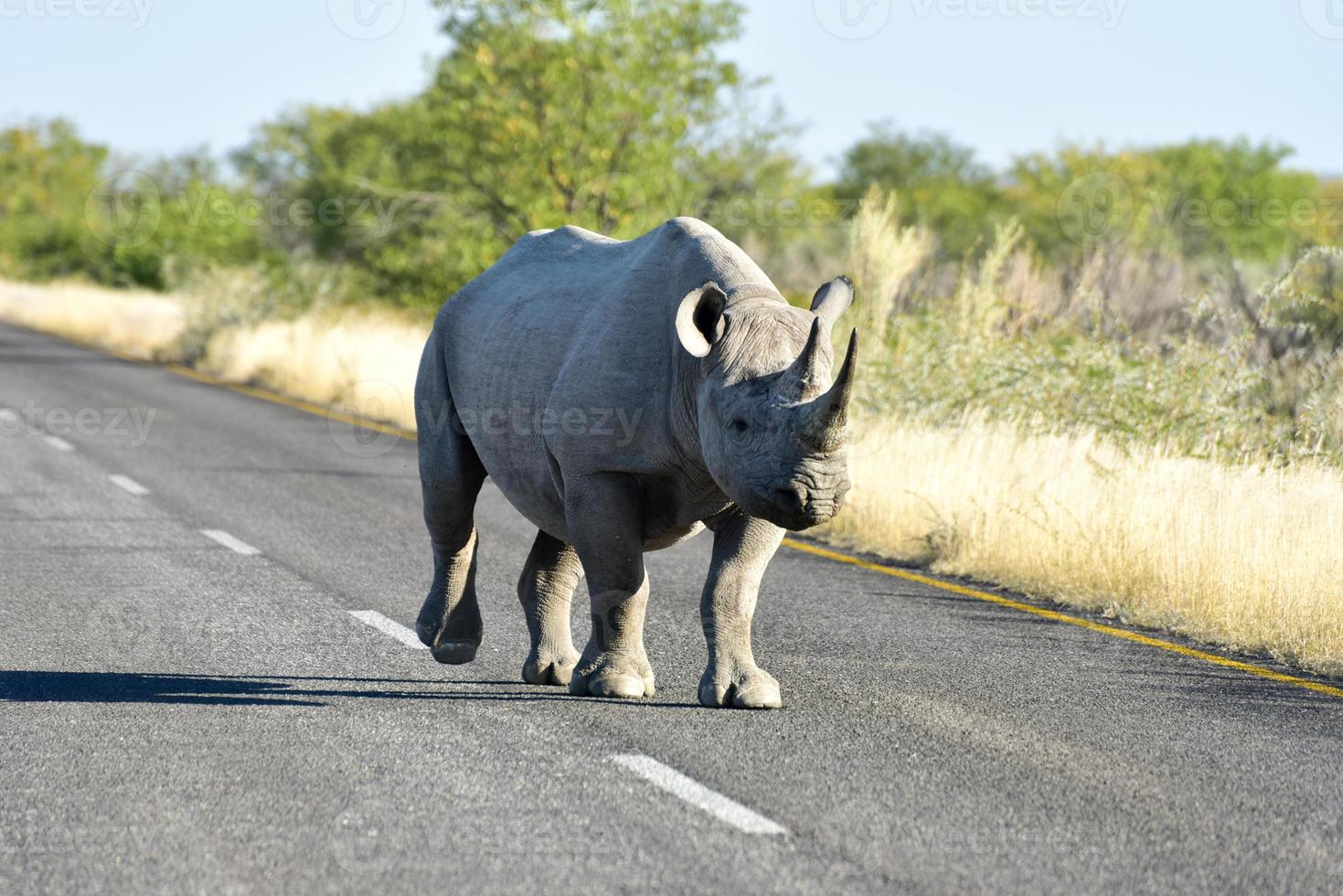 rinoceronte negro - parque nacional de etosha, namibia foto
