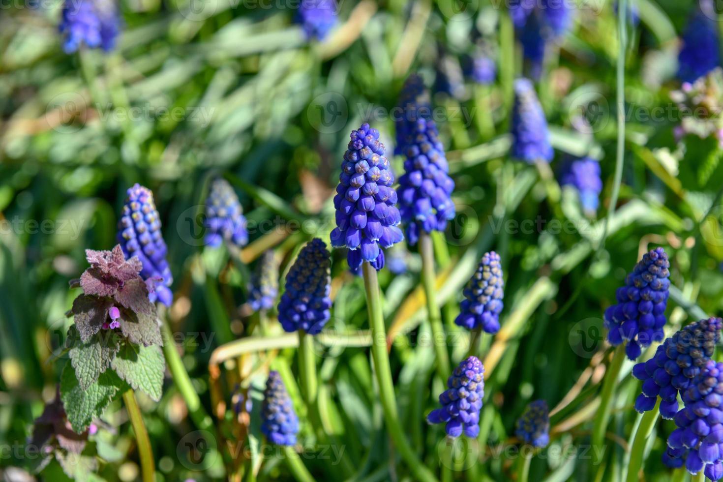 Grape hyacinth, bluebell flower blossoming in spring photo