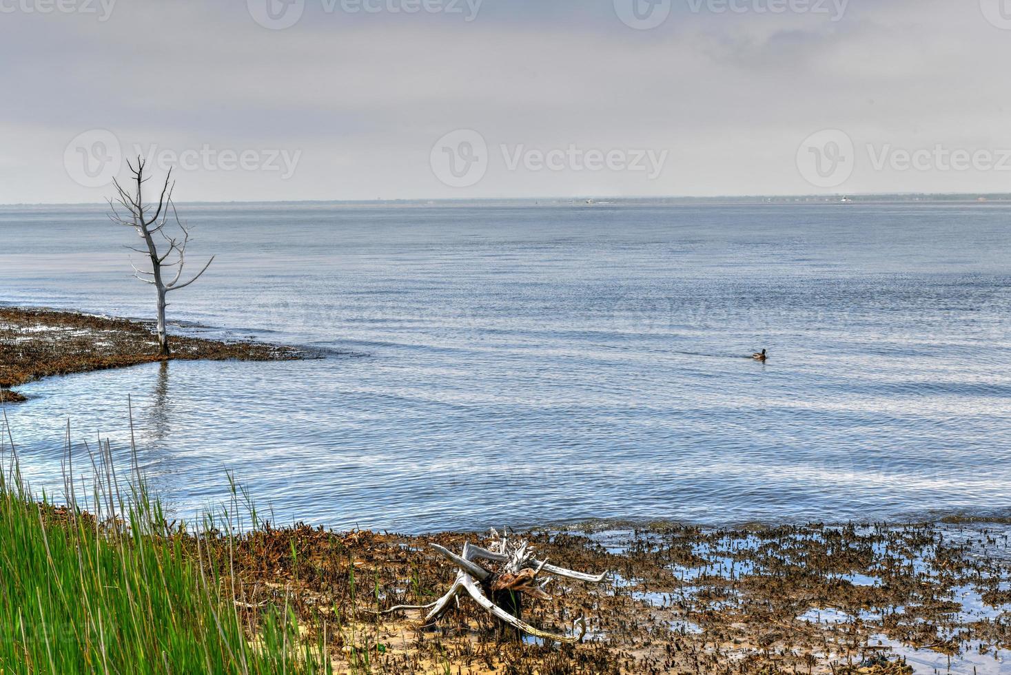 Sunken Forest in Fire Island, Long Island, New York. It is a rare ecological community of maritime holly forest comprised of a rare assemblage of plants on a barrier island in the Atlantic Ocean. photo