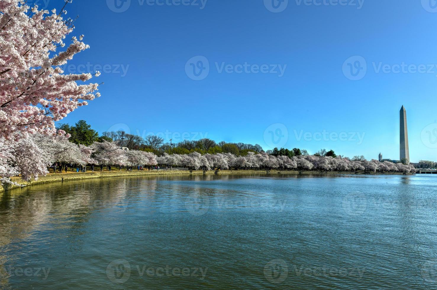 Washington Monument and cherry blossoms at the Tidal Basin during spring in Washington, DC. photo