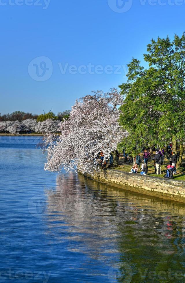 Cherry blossoms at the Tidal Basin during spring in Washington, DC. photo