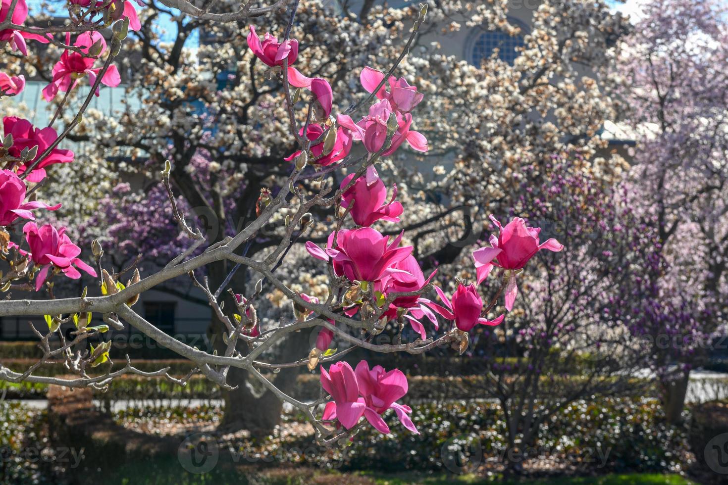 Blossoming trees at the Brooklyn Botanical Garden in Brooklyn, New York
