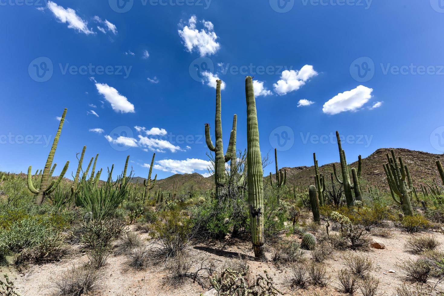 Massive cactus at Saguaro National Park in Arizona. photo