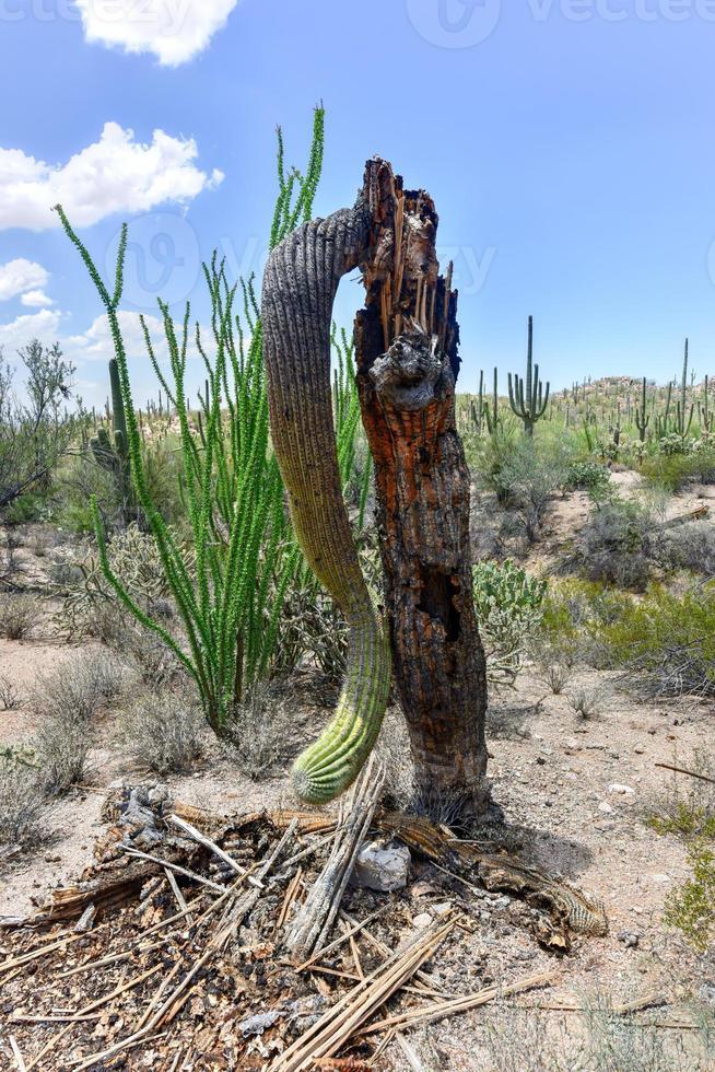 Massive cactus at Saguaro National Park in Arizona. photo