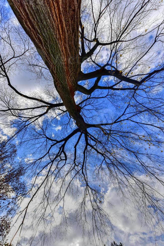 Tree canopy in Central Park in New York City in the Autumn. photo