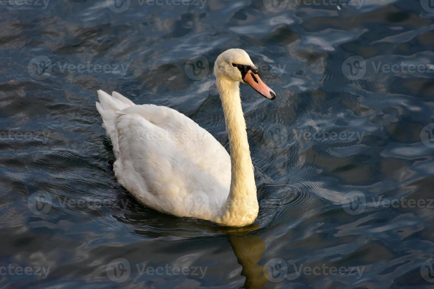 cisne nadando en el canal en la bahía de sheepshead, brooklyn, nueva york. foto