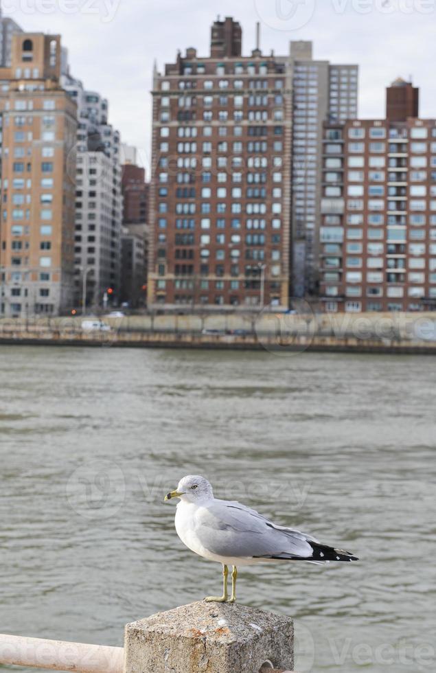 White Seagull in the City photo