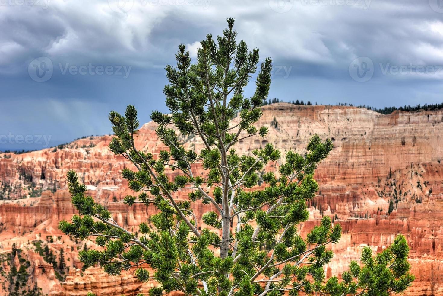 Bryce Canyon National Park in Utah, United States. photo