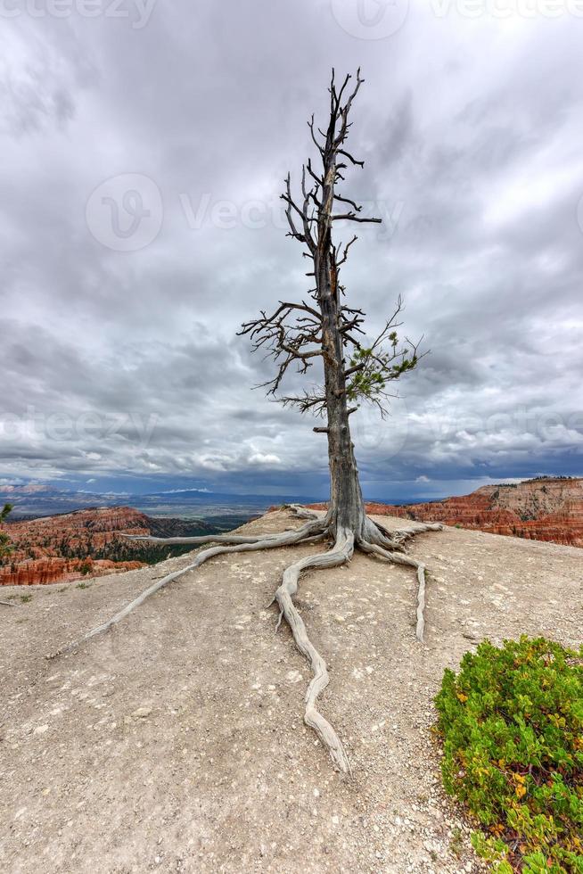 Bryce Canyon National Park in Utah, United States. photo