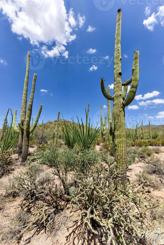 Massive cactus at Saguaro National Park in Arizona. photo