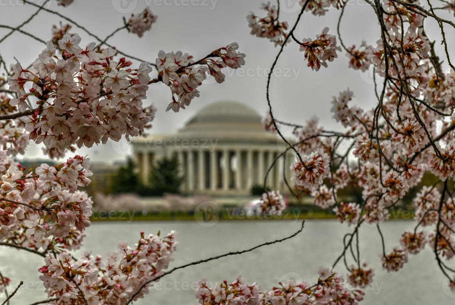 Cherry blossoms at the Tidal Basin and Jefferson Memorial during spring in Washington, DC. photo