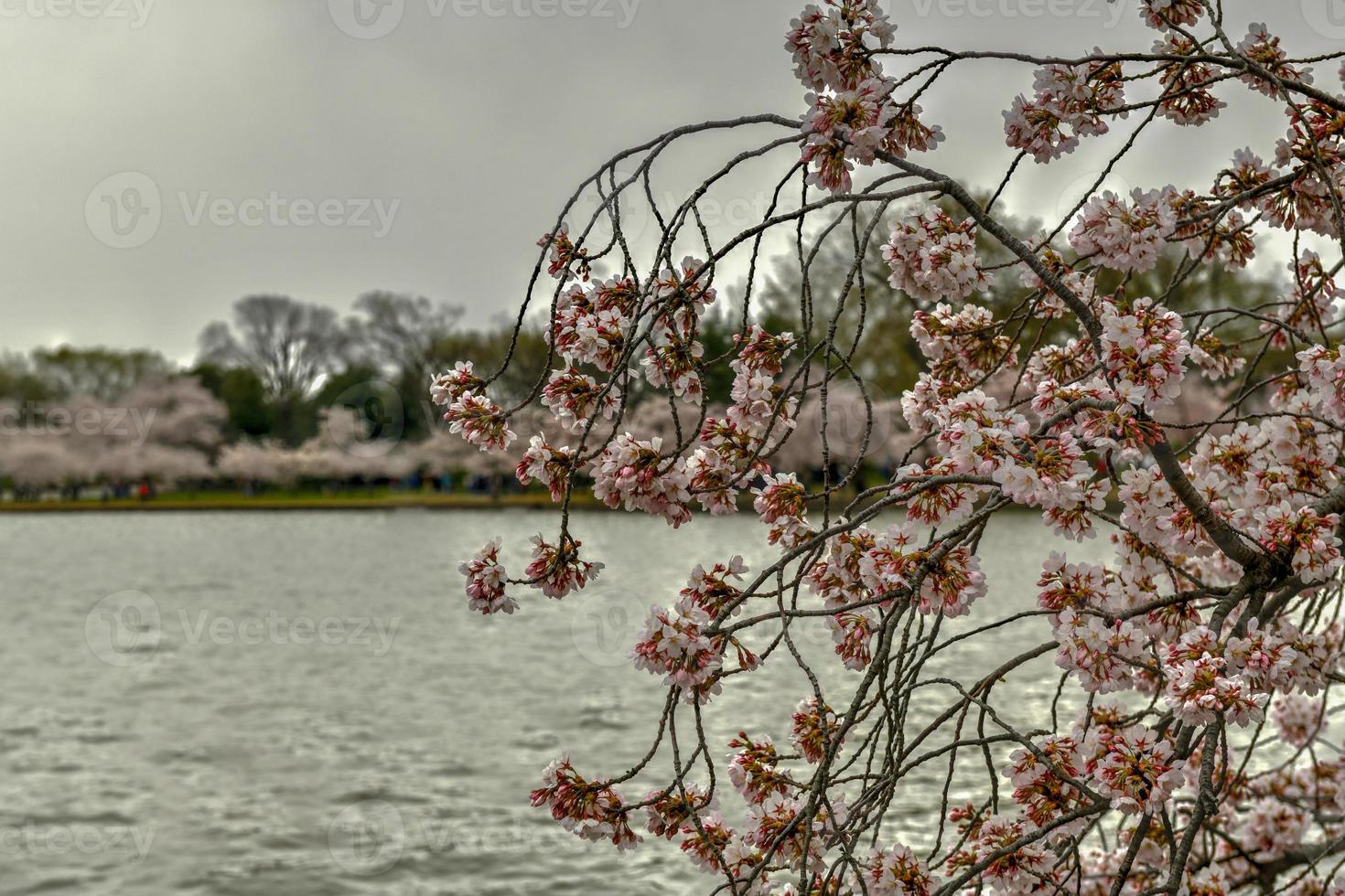 Cherry blossoms at the Tidal Basin during spring in Washington, DC. photo