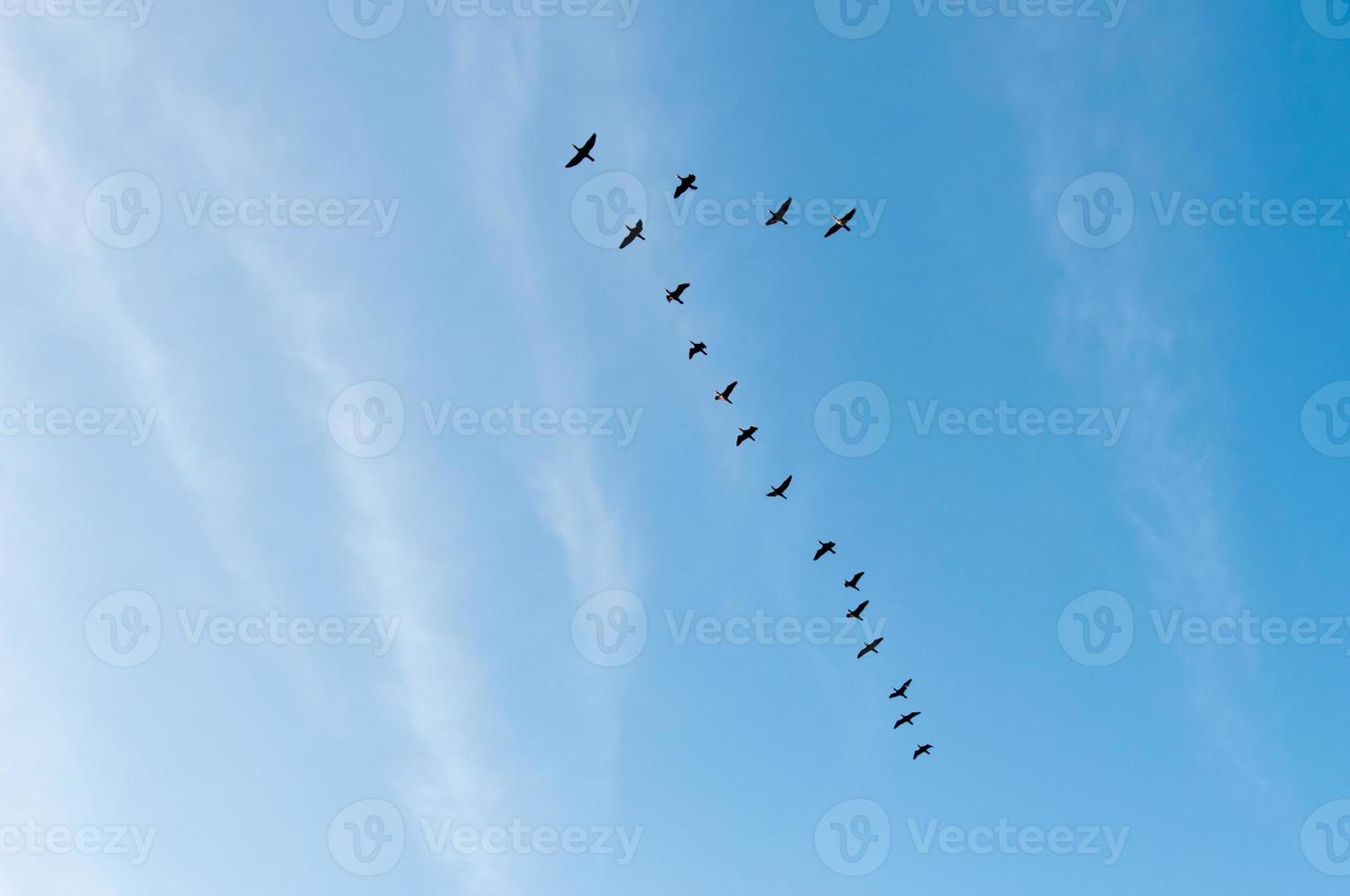 Cranes Flying in a V Formation photo