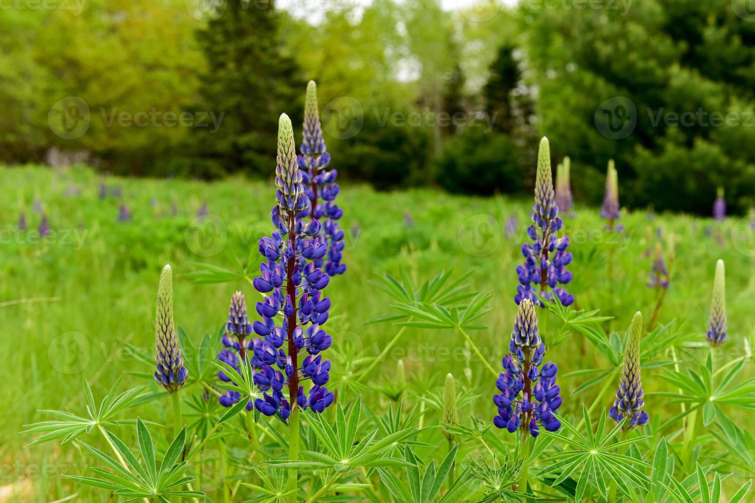 Fresh lupine close up blooming in spring. High lush purple lupine flowers, summer meadow in Maine. photo