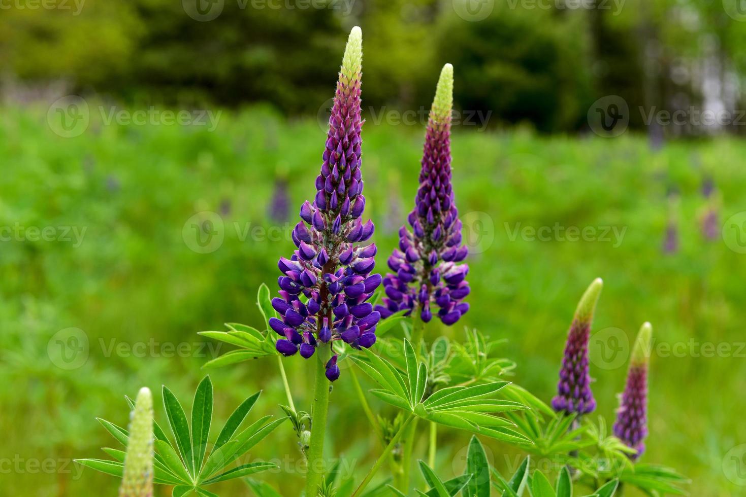 Fresh lupine close up blooming in spring. High lush purple lupine flowers, summer meadow in Maine. photo