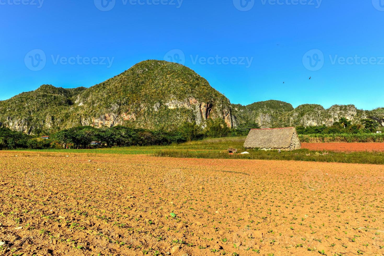 Tobacco field in the Vinales Valley, north of Cuba. photo