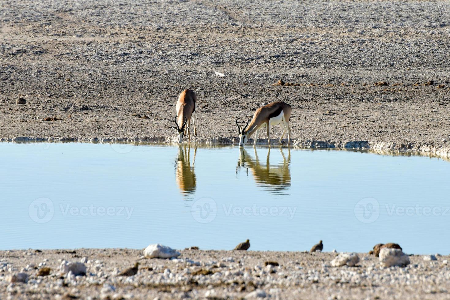 Springbok in Etosha National Park photo