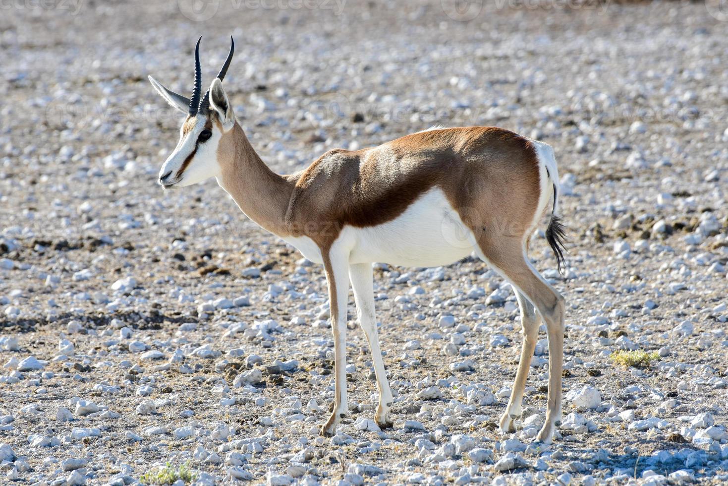 Springbok in Etosha National Park photo
