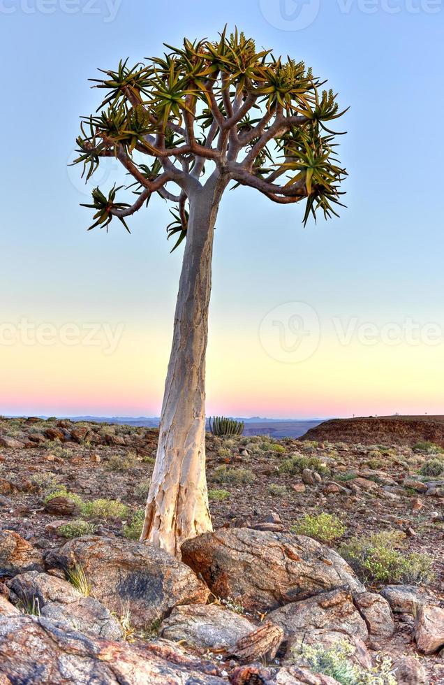 Quiver Tree - Namibia photo