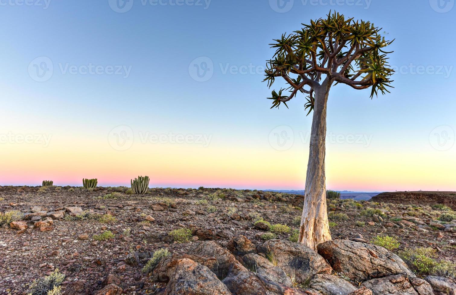 Quiver Tree - Namibia photo